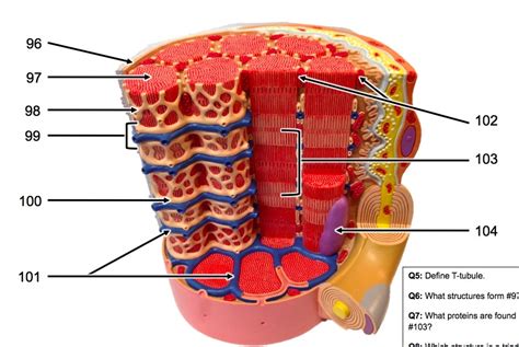 Muscle Cell Model Diagram Quizlet