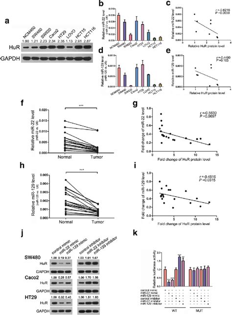 mir 22 and mir 129 can inhibit hur by binding to its 3 utr a western download scientific