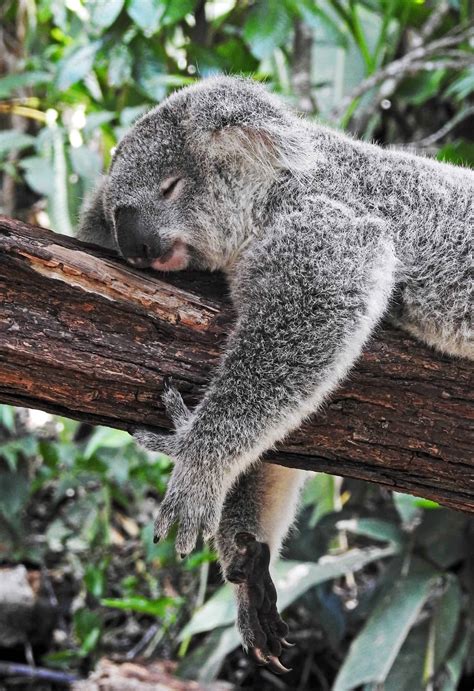 A Very Fuzzy Looking Grey Koala Lounges On A Branch His Eyes Closed