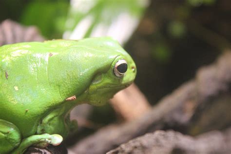 Australian Green Tree Frog Litoria Caerulea Zoochat