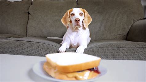 Overly Dramatic Dog Begs For Food Cute Dog Maymo Youtube