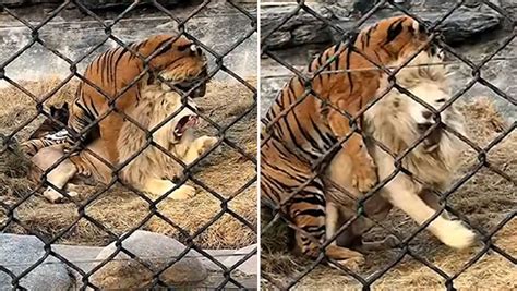 Zoo Peking Hündin Trennt Tiger Und Löwe Blick