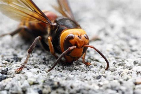 10 Incredible Asian Giant Hornet Facts A Z Animals