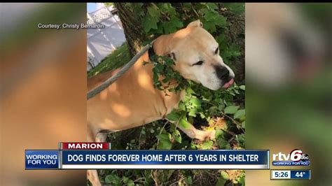 Dog Finds Forever Home After Six Years In Shelter Youtube