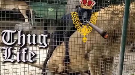 Animals Thug Life Compilation Funny Crazy Animals 2018