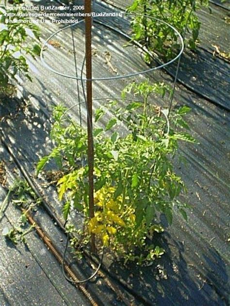 Tomatoes And Peppers Fusarium Wilt 1 By Budzander