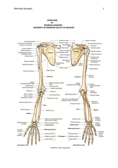 Joints Of Upper Limb Anatomy