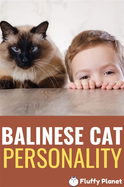 Balinese Cat A Complete Guide Balinese Cat Cat Personalities Cat