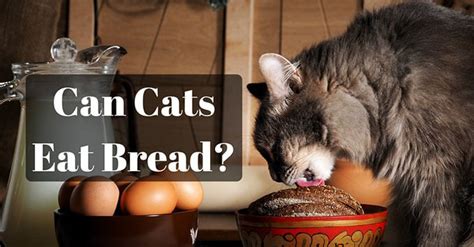 Can Cats Eat Bread The Answer Are Yes And No From Experts