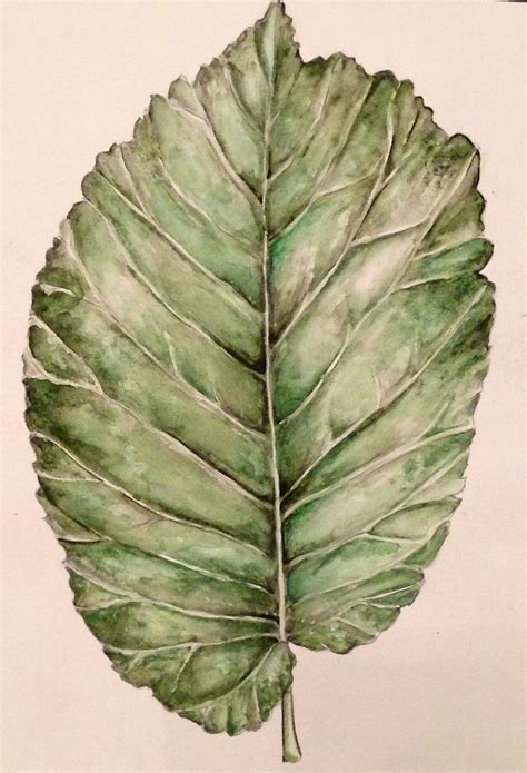 Observational Drawing Of A Leaf Using Pencil And Watercolour Paint