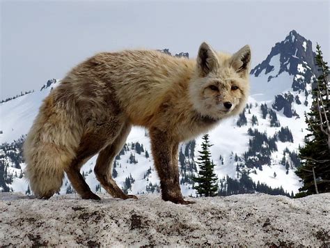 Cascade Red Fox 1 Photograph By Peter Mooyman Fine Art America