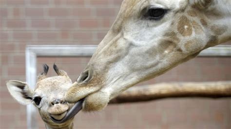 Rare Spotless Giraffe Born At Brights Zoo In Tennessee Mens Journal