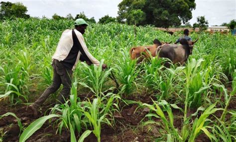 Burkina Fasocampagne Agricole 2023 2024 Environ 190 000 Tonnes De