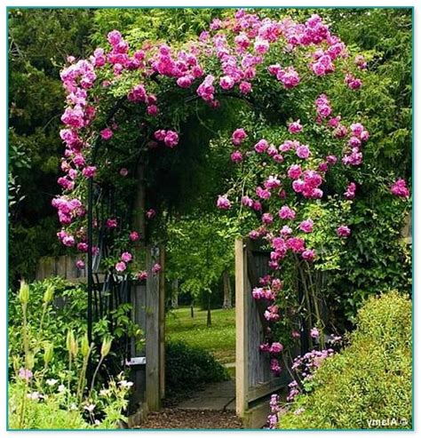 Best Flowering Climbing Plants For Shade Home Improvement