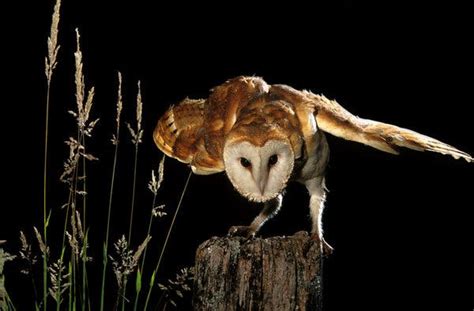 White Barn Owls Thrive When Hunting In Bright Moonlight The New York