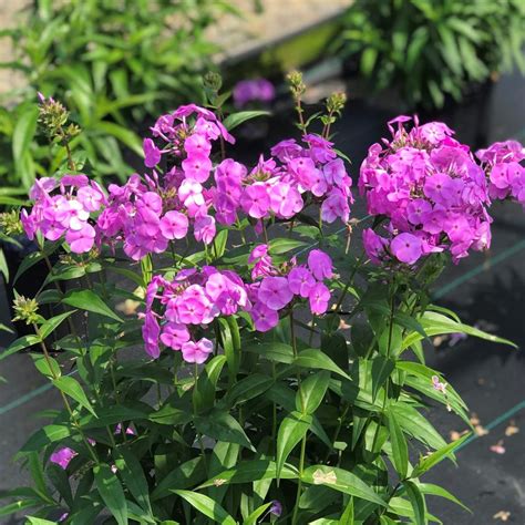Phlox Fashionably Early Flamingo From Saunders Brothers Inc