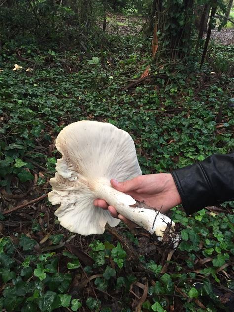 Id Large White Mushroom San Francisco Ca Rmycology