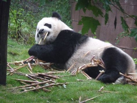 Panda Lying Down Eating Picture Of Giant Panda Breeding Research Base