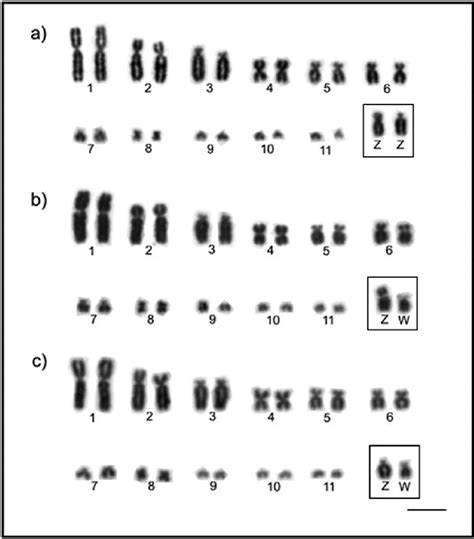 Partial Karyotype Showing The Largest Autosomal Pairs And Zw Sex Download Scientific Diagram