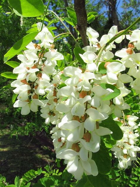 Black Locust The Tree On Which The Us Was Built Live Science