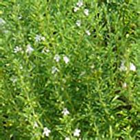 Les sarriettes sont des plantes condimentaires, aromatiques et médicinales de la famille des lamiaceae. Sarriette vivace - semis, plantation, entretien au jardin ...