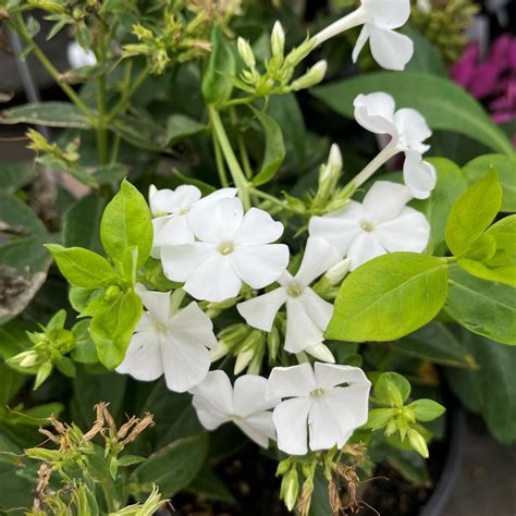 Phlox Volcano White Springvale Garden Centre