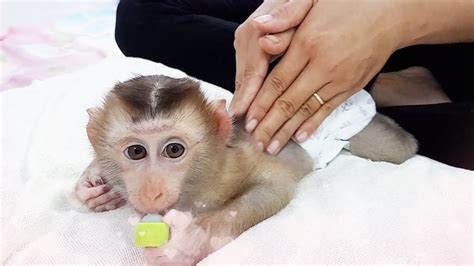 Very Comfortable The Cute Baby Monkey Lyly Loves A Relaxing Massage