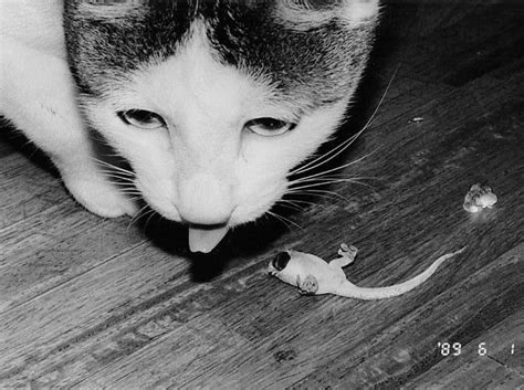 Your Ultimate Guide To Nobuyoshi Araki Photographer Cats History Of