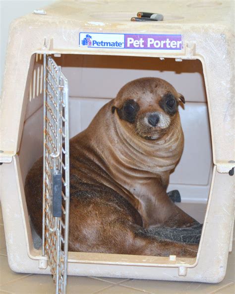 Rescued Harbor Seal Thriving In The Ocean Off Laguna Beach Orange