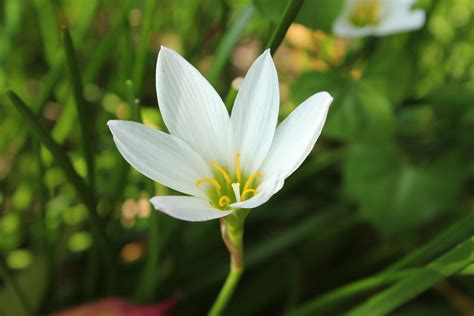 Affordable and search from millions of royalty free images, photos and vectors. Single White Flower Free Stock Photo - Public Domain Pictures