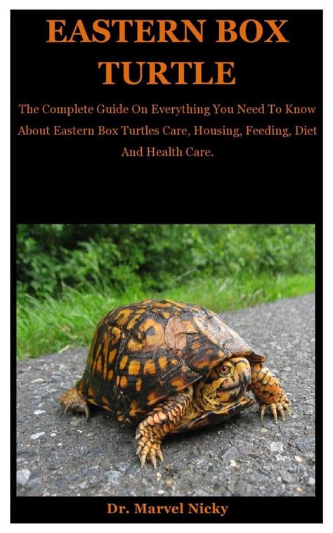 Eastern Box Turtle The Complete Guide On Everything You Need To Know About Eastern Box Turtles
