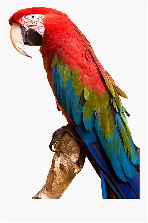 Clip Art Colorful Parrot By Gdj - Macaw Parrot Png , Free Transparent Clipart - ClipartKey