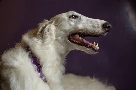The Lovable Faces Of The Dogs At The Westminster Dog Show Abc News