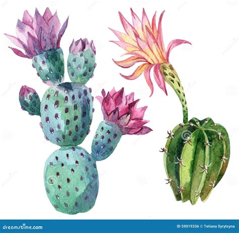 Watercolor Cactus Stock Illustration Image 59019336
