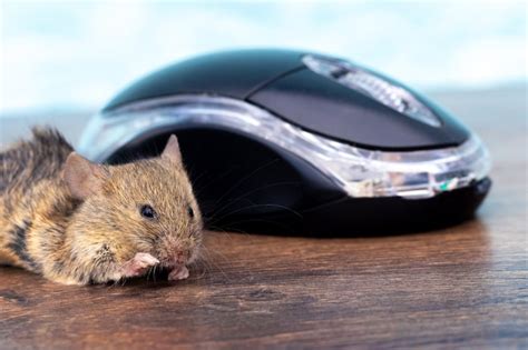 Premium Photo Mouse On A Desk Near A Computer Mouse