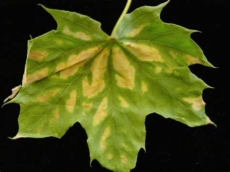 A Look At Several Maple Tree Diseases Stumpbustersllc