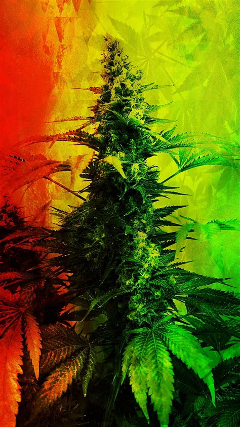 1920x1080px 1080p Descarga Gratis Zeus Plant 2 420 Cannabis Color