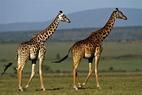 A Male And A Female Giraffes Walking By Manoj Shah
