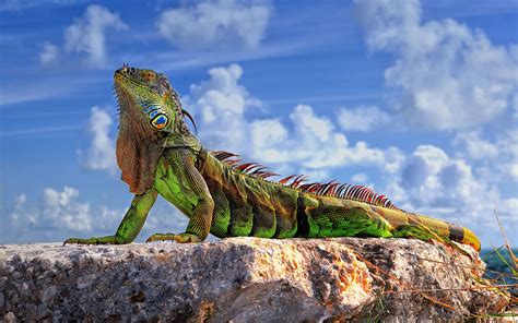Animals Wildlife Reptile Iguana Nature Wallpapers Hd Desktop And