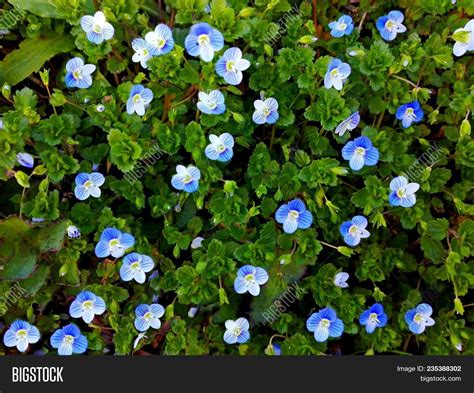 Background Little Blue Image And Photo Free Trial Bigstock