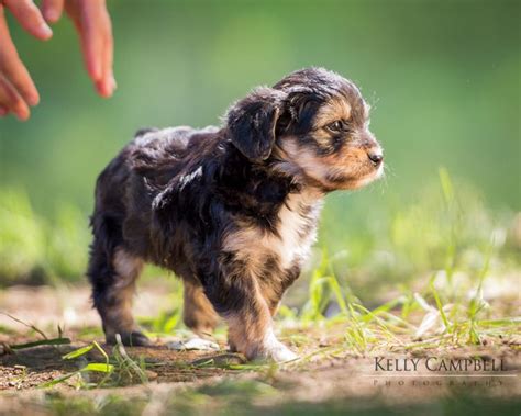 Pin By Kelly Campbell Photography On Our Mini Aussiedoodle Puppies