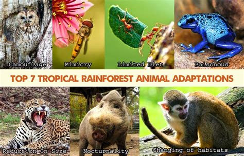 Tropical Rainforest Animals Collage The Amazon River Basin Is Home To