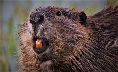Why Do Beavers Have Red Teeth Hasma