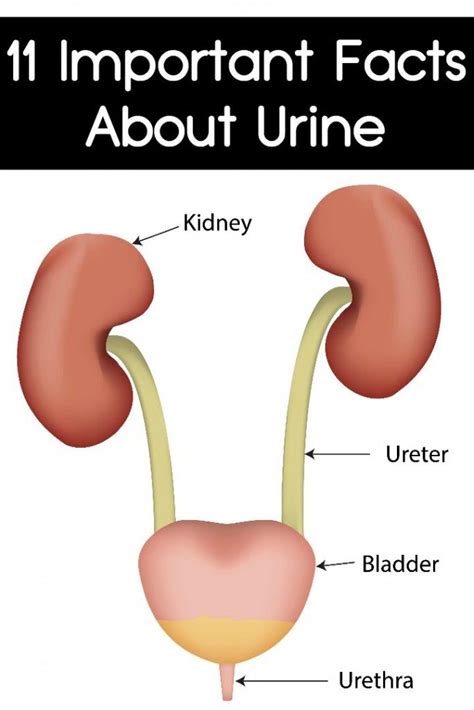 11 Important Facts About Urine Health Chart Important Facts Urinal