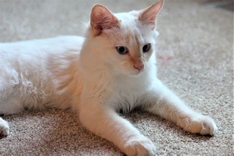 Flame Point Siamese Facts Pictures Origin And History Hepper