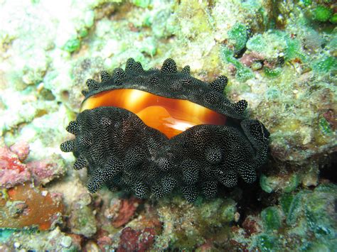 Fotos Gratis Fauna Silvestre Submarino Alto Biología Arrecife De Coral Invertebrado