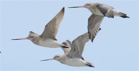 Bird Sets New Record For Longest Bird Migration 7500 Miles Without