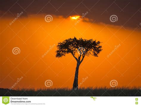 Sunset In The Maasai Mara National Park Africa Kenya Stock Photo