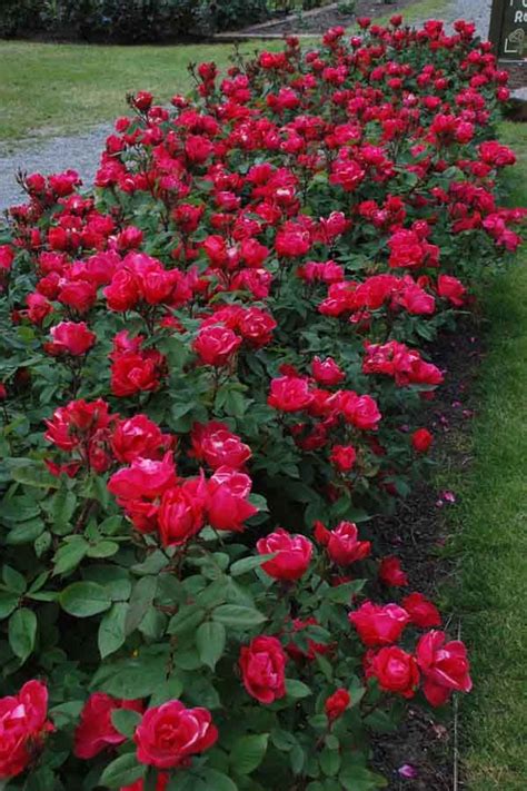 Knockouts don't mind partial shade in the afternoon but morning sun is a must. Rose KnockOut | Online plant nursery, Knockout roses, Sun ...