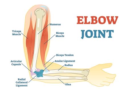 Elbow Joint Diagram